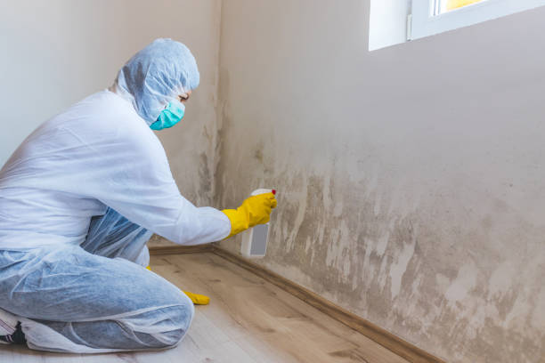 Licensed Basement Mold Remediation service in Fredericksburg, VA - 24 Hour Mold Removal