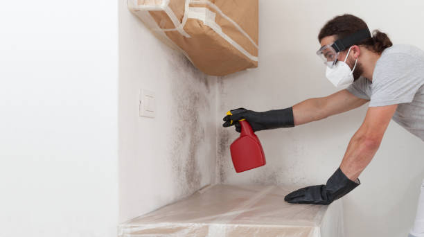 Professional Basement Mold Remediation technician working in Fredericksburg, VA