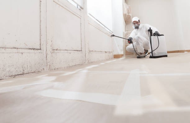 24/7 Emergency Basement Mold Remediation experts in Fredericksburg, VA