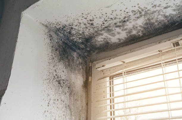 Affordable Basement Mold Remediation solutions in Fredericksburg, VA