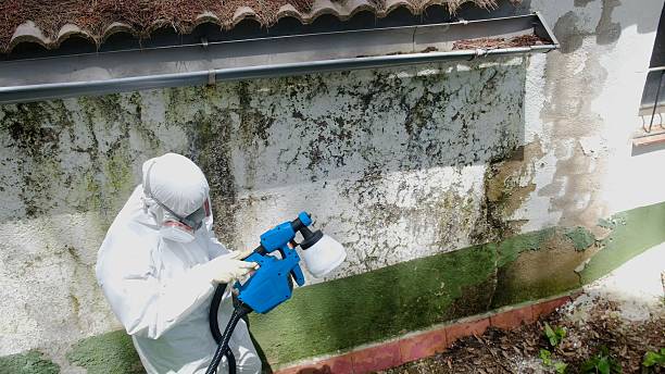 Top rated local Basement Mold Remediation specialists in Fredericksburg, VA
